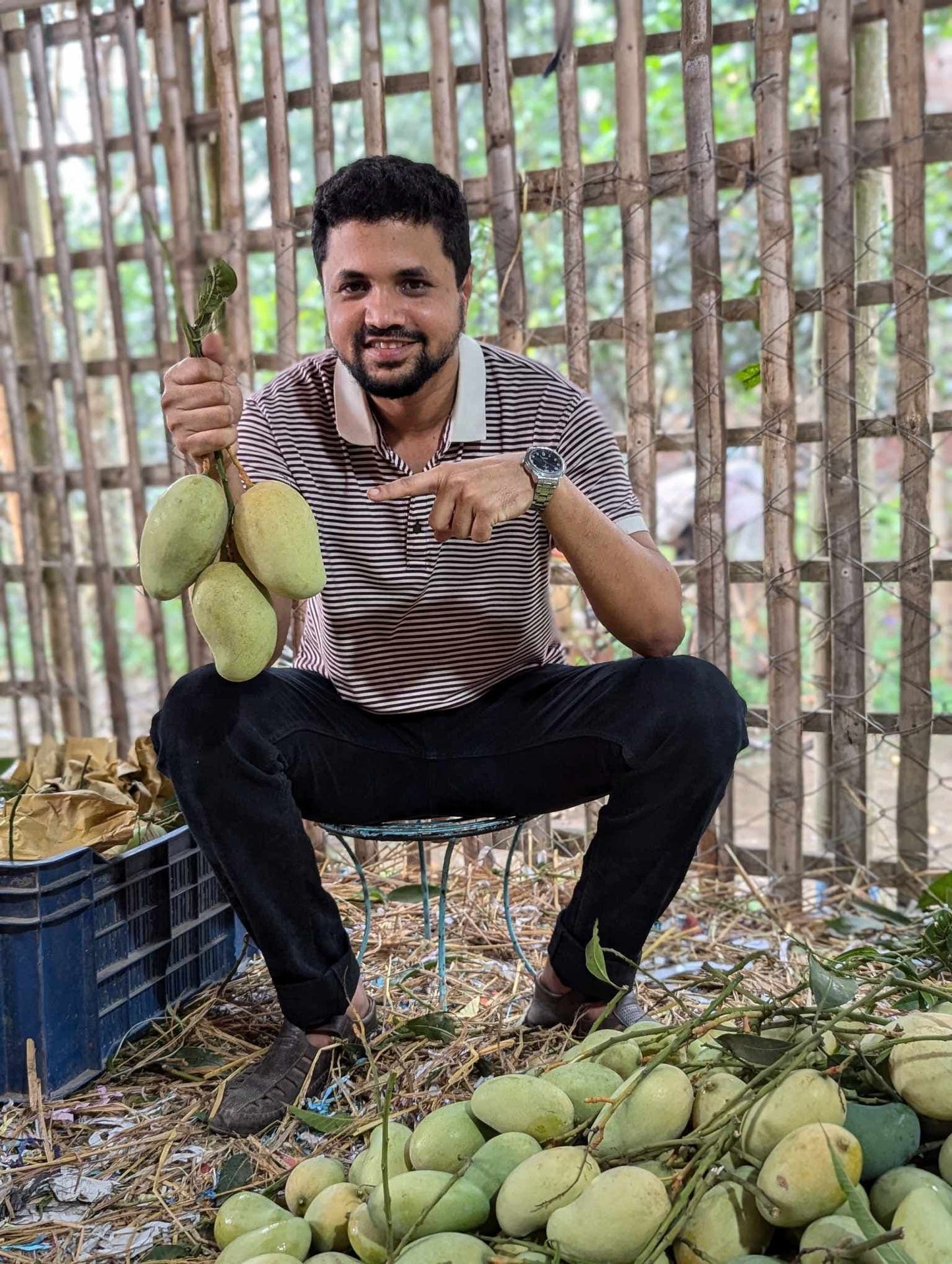 আম্রপালি আম -  গ্রিন রূপালি (Premium)