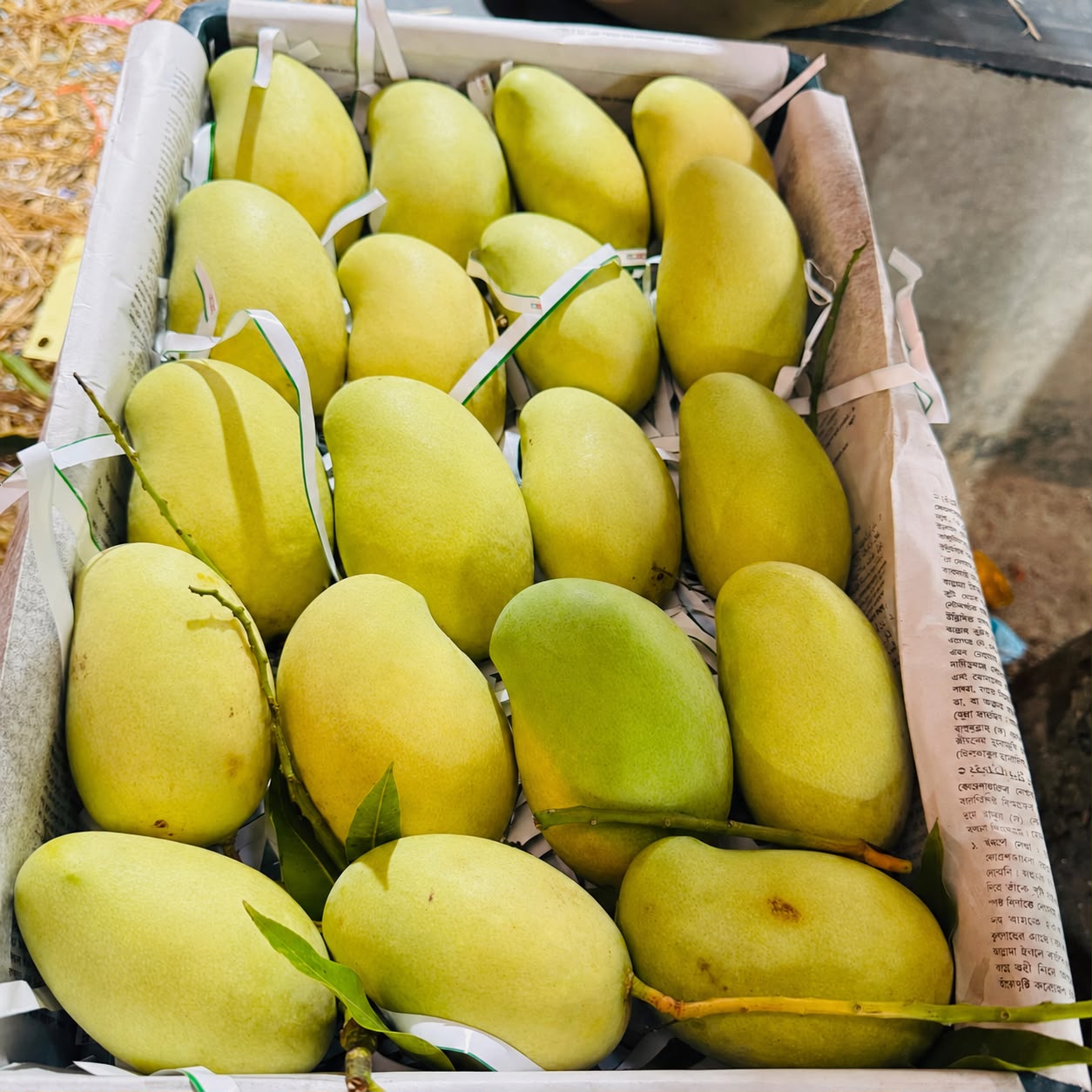 আম্রপালি আম - ফ্রুট ব্যাগিং রূপালি (Most Premium)